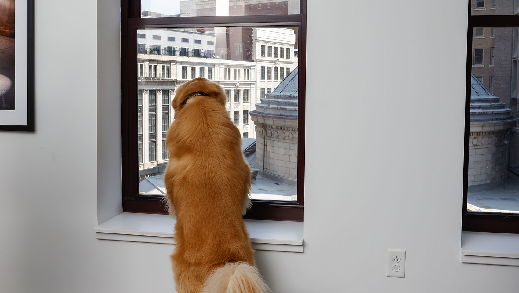 Hero Suite dog looking out window